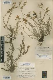 Image result for Hypericum lalandii