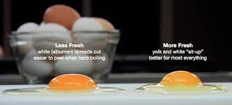 How To Tell If Your Expired Eggs Are Still Good To Eat Food Hacks Wonderhowto
