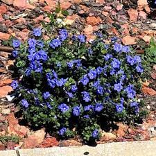 We did not find results for: Dwarf Morning Glory Info Caring For And Growing Evolvulus Glomeratus
