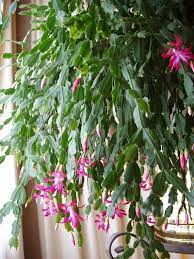 Lady Fiddler S Photo Gallery Family Pets Home Christmas Cactus Care Cactus Care Christmas Cactus