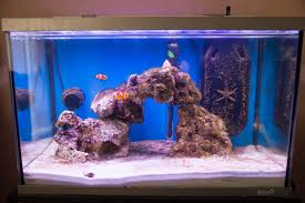 60gl rectangular coffee table aquarium with pump, light, filter and completely fish ready. Basic 5 Saltwater Types Of Fish Tanks Saltwater Aquariums
