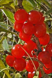 Image result for Daphne mezereum