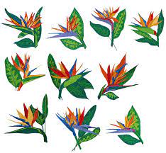 Images For Bird Of Paradise Flower Tattoo Idee Tatuaggi