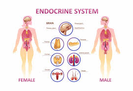 Image result for Endocrine Anatomy