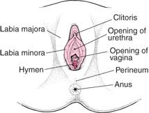 Start studying female private parts anatomy. Female External Genital Organs Women S Health Issues Msd Manual Consumer Version