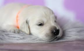 Check spelling or type a new query. Golden Retriever Puppies For Sale Iowa Page 2