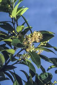 Image result for Scolopia stolzii