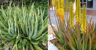 Image result for Aloe barendii