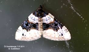 Image result for Cosmorhoe ocellata