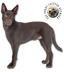 The australian kelpie is a purebred sheep dog that can successfully muster livestock with minimal guidance. Kelpie Breed Description Fcn