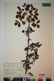 Image result for Commiphora angolensis