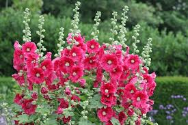 Image result for Alcea rosea