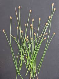 Image result for Eleocharis geniculata
