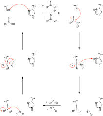 Protease refers to a group of enzymes whose catalytic function is to hydrolyze breakdown peptide bonds of proteins they are also called proteolytic enzymes or proteinases. Cysteinproteasen Wikipedia