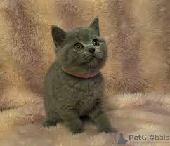 Enter your email address to receive alerts when we have new listings available for british shorthair male for sale. British Shorthair For Sale In The City Of Krakow Poland Price 480 Announcement 7989
