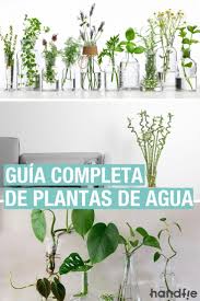 Elige plantas de agua dulce comunes y de fácil cultivo. 85 Ideas De Plantas En Agua Plantas En Agua Plantas Cultivo De Plantas