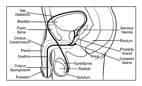 Welcome to innerbody.com, a free educational resource for learning about human anatomy and physiology. Male Reproductive System Liferay Dxp