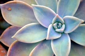 The size and growing habit of succulents are useful plant identification. How To Identify Succulents With An App Or On Your Own