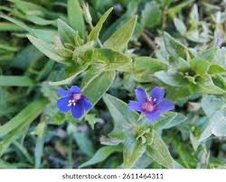 Image result for Lysimachia arvensis