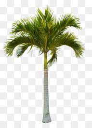 Tree Coconut Clip Art Beautiful Green Coconut Trees Unlimited Download Kisspng Com Dates Tree Tree Tree Psd