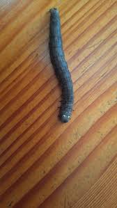 Image result for Savannosiphon euryphyllus