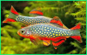 Discover 3d models for 3d printing related to aquarium. 12 Macam Jenis Ikan Hias Yang Boleh Di Satukan Atau Digabung Dunia Fauna Hewan Binatang Tumbuhan Ikan Akuarium Ikan Aquarium Air Tawar