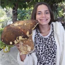 Insolite Quand Des Champignons Geants Sortent De Terre En Auvergne Et En Limousin Champignon Cepes Auvergne