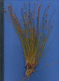 Image result for Eleocharis caduca