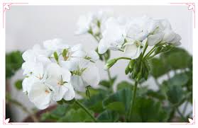 Whether you want flowers for the 50th anniversary or the first, we have the right solution for you. The Perfect Wedding Anniversary Flowers For Every Milestone Proflowers Blog