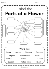 How many flowering plants are needed to produce new plants using this method? Parts Of A Flower Worksheet Free Printable