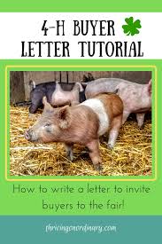 How To Write A 4 H Buyer Letter Thriving On Ordinary Showing Livestock Animal Pen 4 H