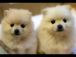 Cute Baby Animals Compilation 2016 Funny Animal Videos For Kids New Hd Youtube Most funny and cute babies and animals.