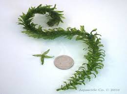 Image result for Hydrilla verticillata