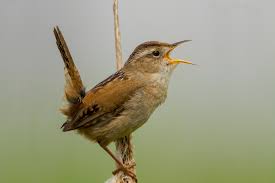 Maybe you would like to learn more about one of these? Wrens Diminutive Brown Birds With Big Loud Nonstop Mouths Marin Independent Journal