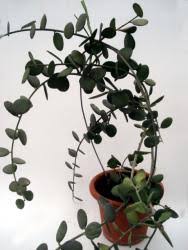 Image result for Corallocarpus bainesii