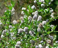 Medium green leaves are shiny, oval, 5cm l. Ceanothus Thyrsiflorus Wikipedia