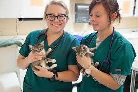 Check spelling or type a new query. How To Become A Veterinary Assistant