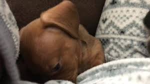 At local puppy breeders we offer you a comprehensive list of all the puppy breeders near you, sorted by breed, so you can safely visit and inspect the breeder. Central Illinois Miniature Dachshunds Home Facebook