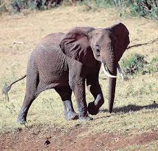 Image result for Odontosoria africana