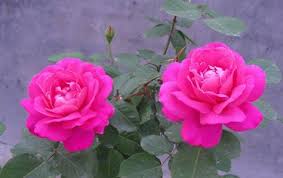 Best Lovely Rose Flower Pictures Hd Wallpapers Free Download Rose Flower Pictures Rose Flower Wallpaper Hd Flower Wallpaper