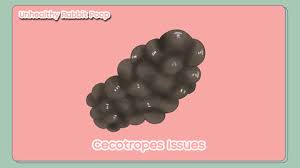 Image result for rabbit droppings