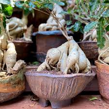 Image result for Raphionacme