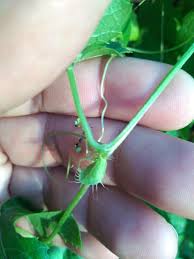 Image result for Ctenolepis cerasiformis