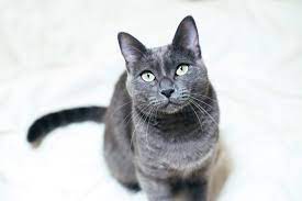 The most beautiful russian blue cat is the cat that most cat lovers want to have. Russian Blue Cat Full Profile History And Care