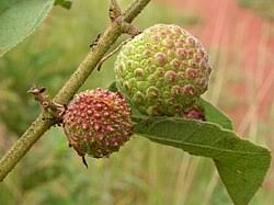 Image result for Triumfetta tomentosa