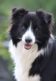 Pin By Andrea Gomez On Bobby In 2020 Dog Breeds That Dont Shed Boarder Collie Puppy Collie Puppies