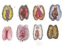 Anatomía de una intimidad confusa: cuando una vagina normal se convierte en  un complejo 