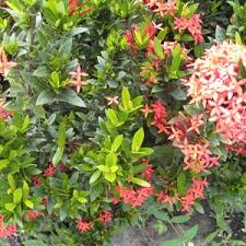 Image result for Ixora hartiana