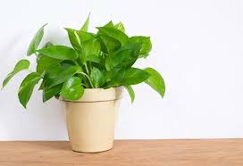 A money tree with scorched leaves means the plant has received too much direct sunlight. 19 Vastu Tips For Keeping Money Plant At Home