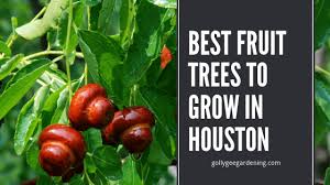 Red delicious, golden delicious, gala, holland, jerseymac, mollie's delicious, fuji and granny smith are some apple varieties (malus pumila) that perform well. Best Fruit Trees To Grow In Houston Texas Golly Gee Gardening